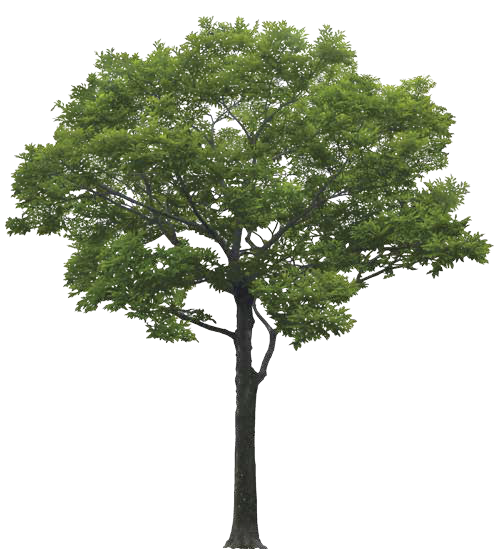 absolute.png